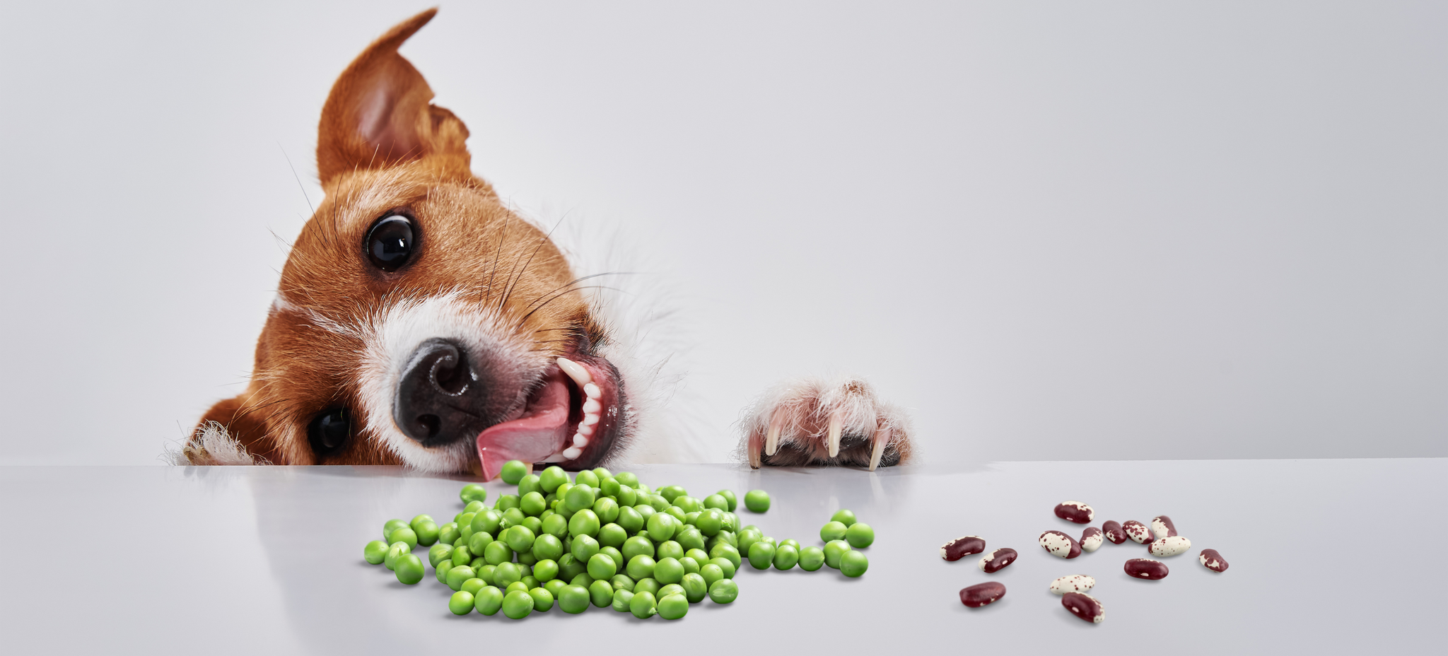 Legumes not linked to DCM in dogs: New Study