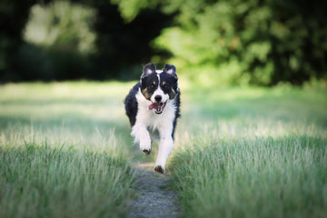 What is Lorem Ipsum? Freshwoof