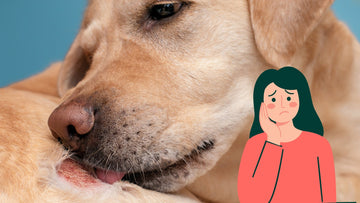 Food Allergy In Dogs: Vegan Dog Food To The Rescue!