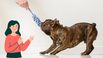 Indoor Exercise For Dogs: 10 Types & 5 Tips