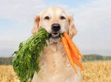 Studies on Vegan Dogs