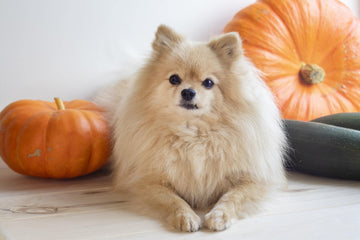 Lorem Ipsum Freshwoof