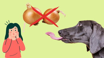 10 Toxic And Dangerous Foods For Dogs