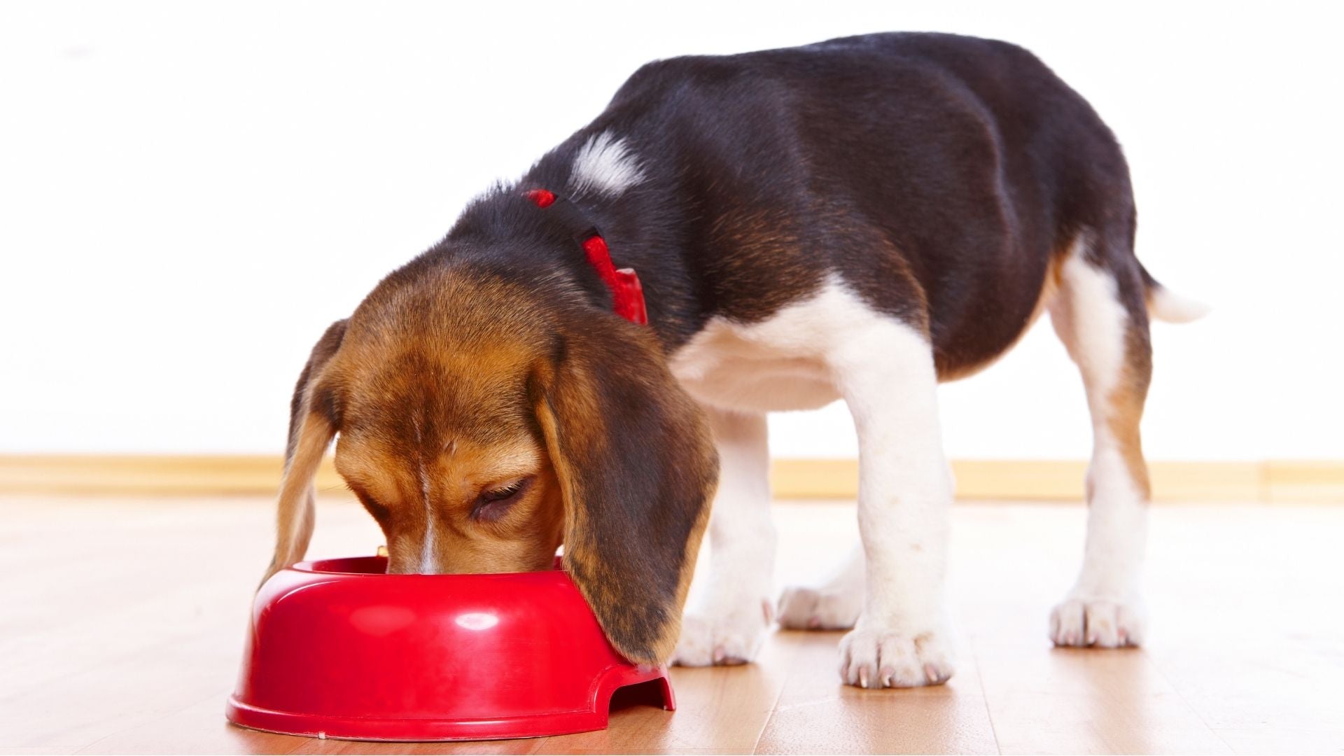 5 dangerous ingredients that could be there in your dog's food