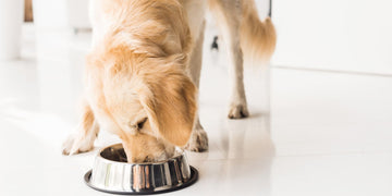 5 Science-backed benefits of fresh food for dogs!