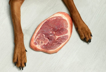 Are raw food diets for dogs an ideal meal plan or a dangerous fad?
