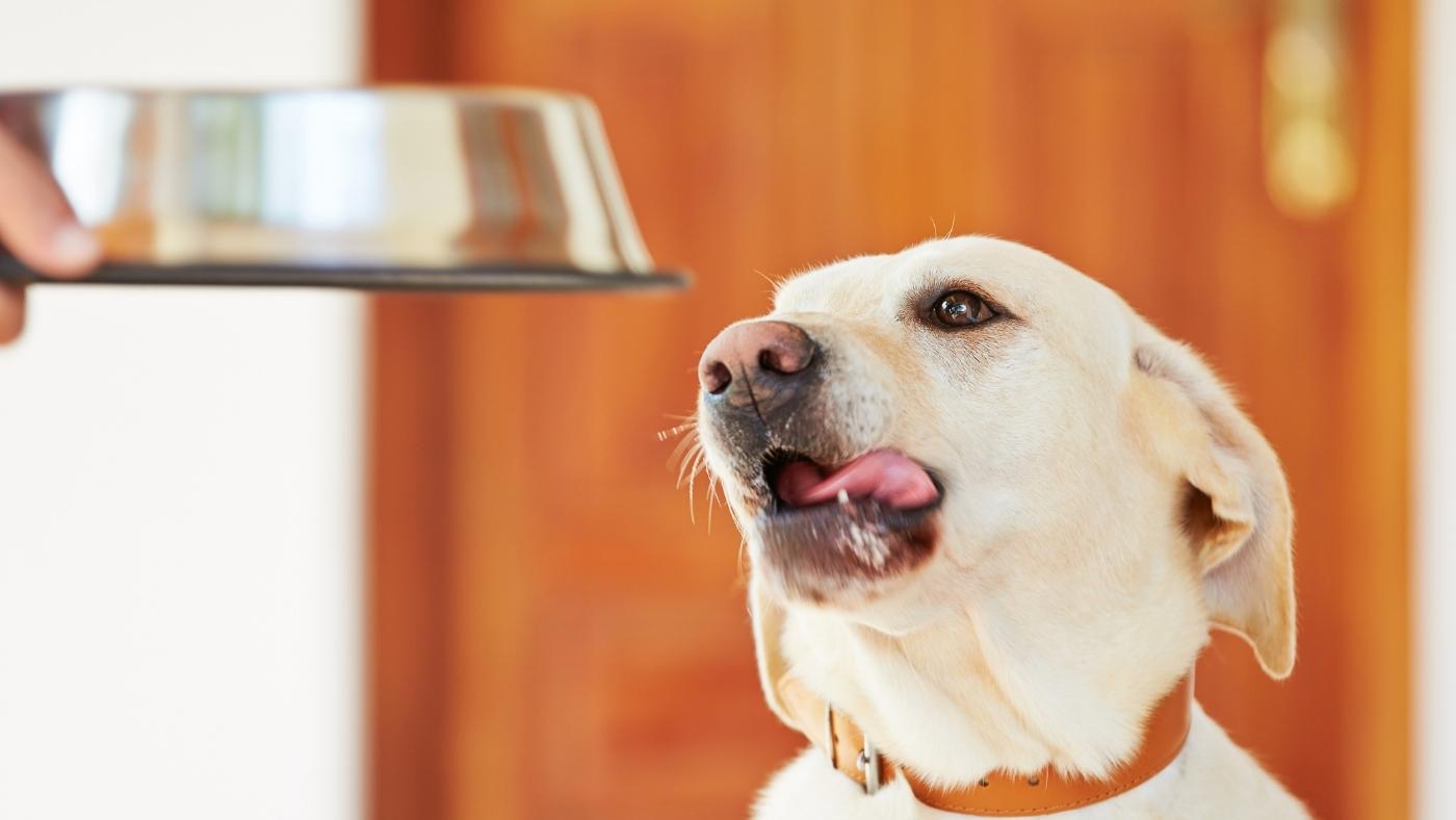 5 Science-backed benefits of fresh dog food