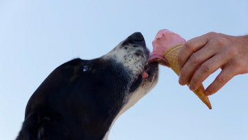 10 foods that can be dangerous for your dog