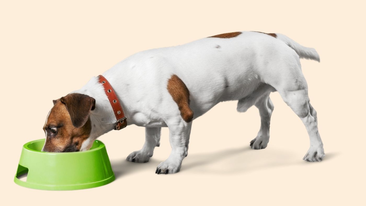 Is your homemade diet giving your dog every nutrient they need ?