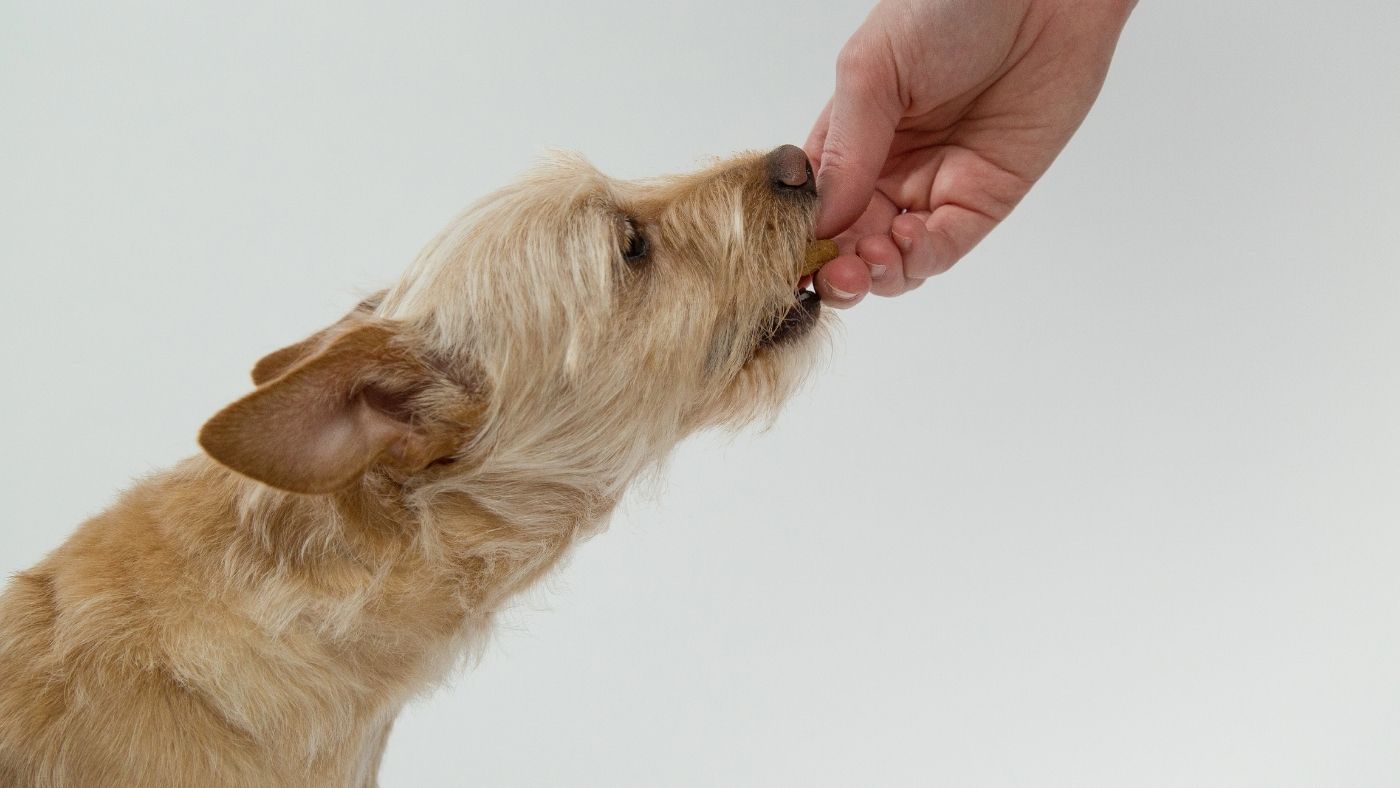 Risks of feeding your dog unbalanced meals