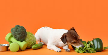 Vegan diets are the healthiest and safest for dogs, according to the largest study to date.