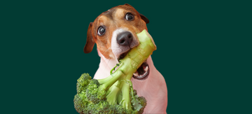 How a Vegan Diet Can Benefit Your Dog - New research is here!