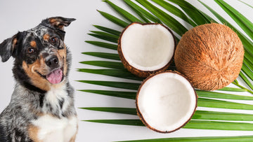 Can Dogs Eat Coconut?