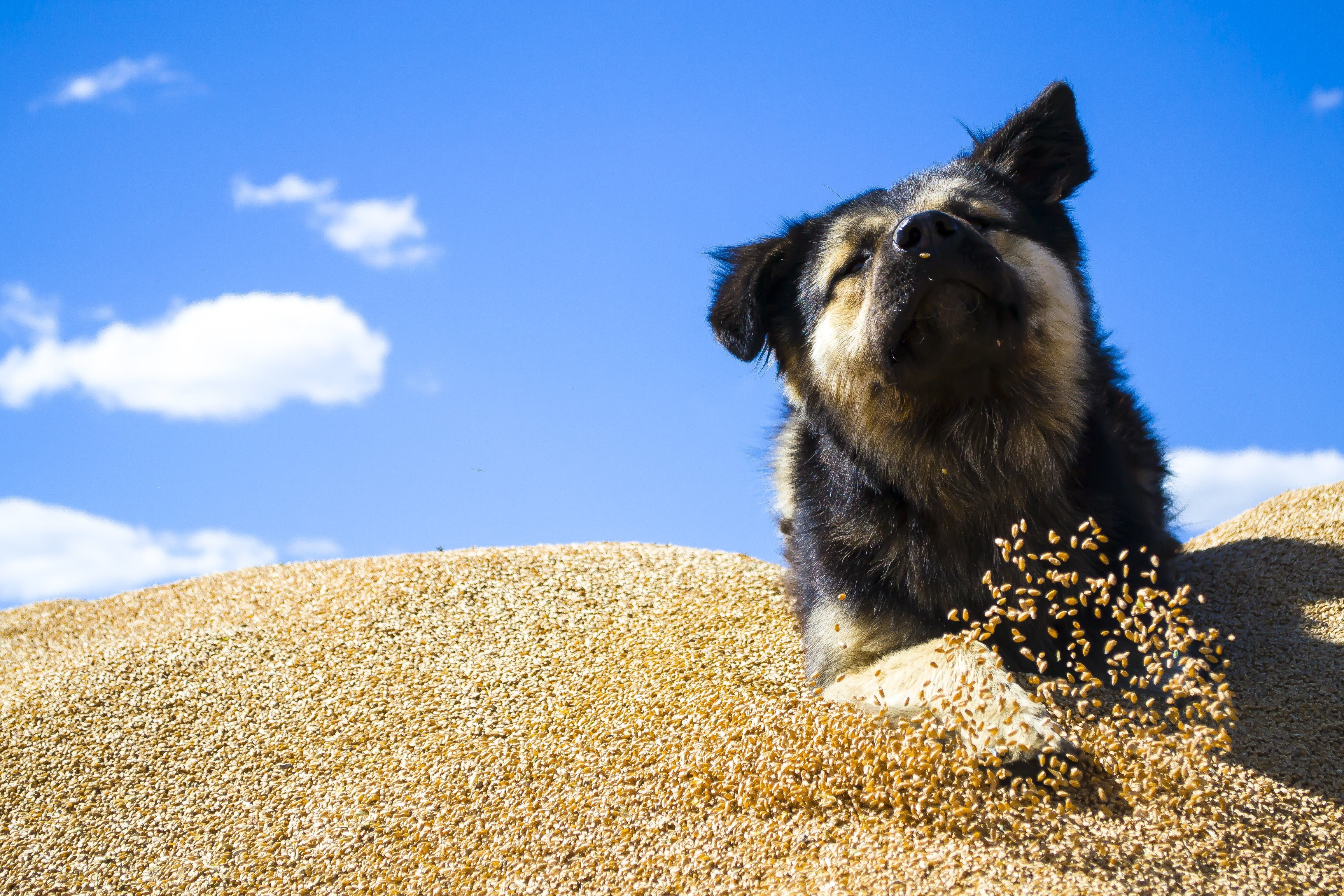 Grain free dog food a friend or a foe