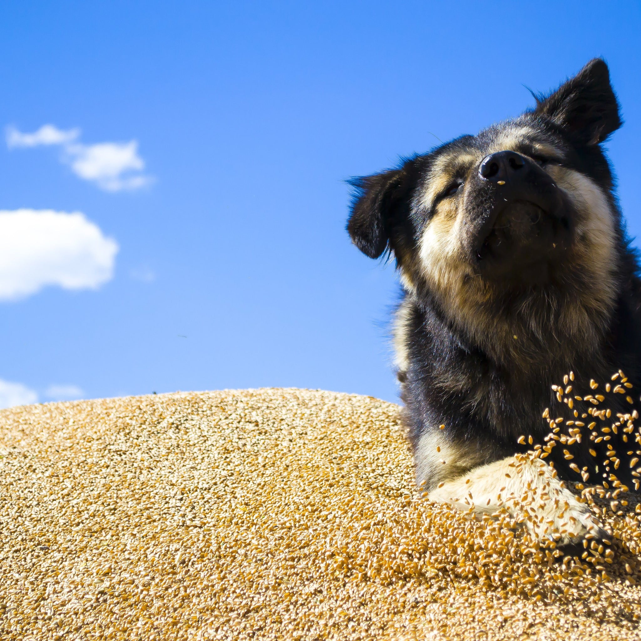 “Grain-free” dog food, a friend or a foe?