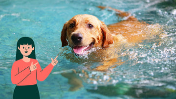 Exercise For Dogs: Benefits, Type & Tips!