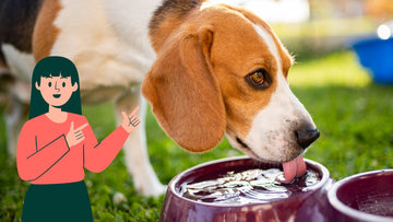 Importance Of Water For Your Dog’s Health